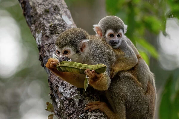 Ecuadorian squirrel monkey (Saimiri cassiquiarensis macrodon) female, feeding, carrying infant on back, Yasuni National Park, Orellana, Ecuador