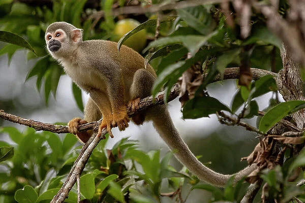 Ecuadorian squirrel monkey (Saimiri cassiquiarensis macrodon) sitting on tree branch, Yasuni National Park, Orellana, Ecuador