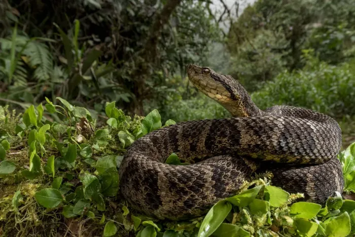 Framed Print : Ecuadorian toadheaded viper (Bothrops campbelli) curled up, Mindo, Pichincha, Ecuador Framed Print : Ecuadorian toadheaded viper (Bothrops campbelli) curled up, Mindo, Pichincha, Ecuador