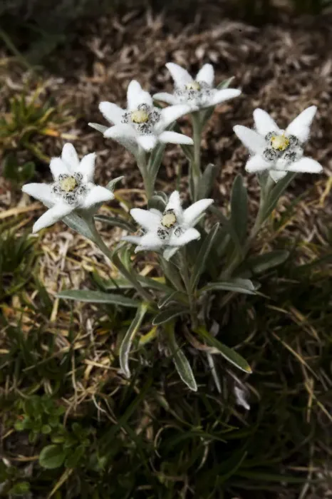 Framed Print : Edelweiss (Leontopodium alpinum) plant in flower, Triglav National Park, Slovenia