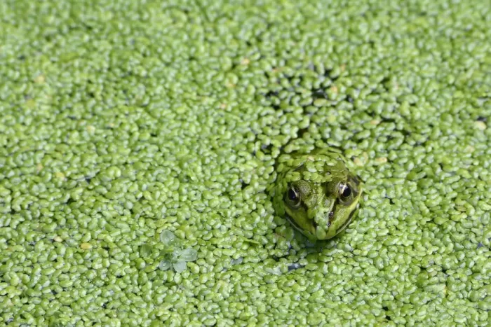 Framed Print : Edible frog (Rana esculenta) in pond weed, Vosges, France, June Framed Print : Edible frog (Rana esculenta) in pond weed, Vosges, France, June