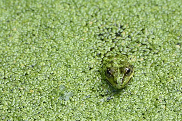 Edible frog (Rana esculenta) in pond weed, Vosges, France, June