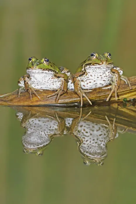 Framed Print : Edible Frogs (Rana esculenta) on log in water. Switzerland, Europe, July Framed Print : Edible Frogs (Rana esculenta) on log in water. Switzerland, Europe, July