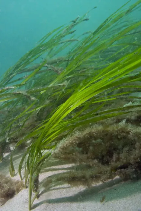 Framed Print : Eel Grass (Zostera marina) swaying in the current. Channel Islands, UK, May Framed Print : Eel Grass (Zostera marina) swaying in the current. Channel Islands, UK, May