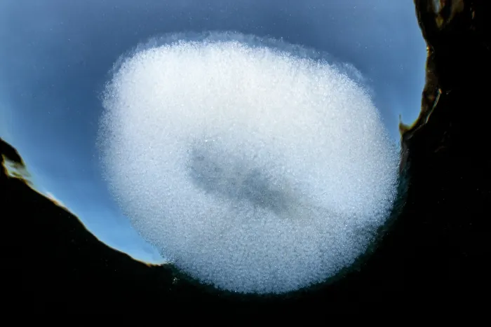 Framed Print : Egg mass of a Giant cusk-eel (Spectrunculus grandis) floating at the ocean surface, Shizuoka Prefecture, Japan, Pacific Ocean Framed Print : Egg mass of a Giant cusk-eel (Spectrunculus grandis) floating at the ocean surface, Shizuoka Prefecture, Japan, Pacific Ocean