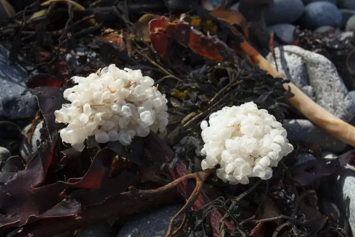 Framed Print : Eggs of Common whelk (Buccinum undatum) on seaweed washed up on beach, Sark, British Framed Print : Eggs of Common whelk (Buccinum undatum) on seaweed washed up on beach, Sark, British