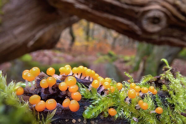 Eggs of Salmon slime mould (Trichia decipiens) fruiting bodies covering a moss-covered Oak limb. Each orange sphere seen here is approximately 0. 7mm across, Padley Gorge, Derbyshire, UK. November
