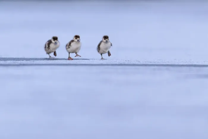 Framed Print : Three Egyptian geese (Alopochen aegyptiaca) goslings running across frozen lake, London, UK. February Framed Print : Three Egyptian geese (Alopochen aegyptiaca) goslings running across frozen lake, London, UK. February