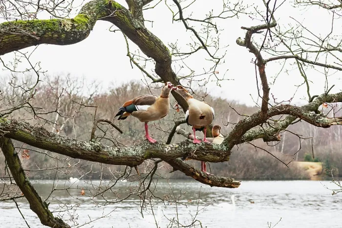 Framed Print : Egyptian geese (Alopochen aegyptiaca) pair, perched in a tree. Hollow Pond, Epping Forest, Essex, UK. January Framed Print : Egyptian geese (Alopochen aegyptiaca) pair, perched in a tree. Hollow Pond, Epping Forest, Essex, UK. January