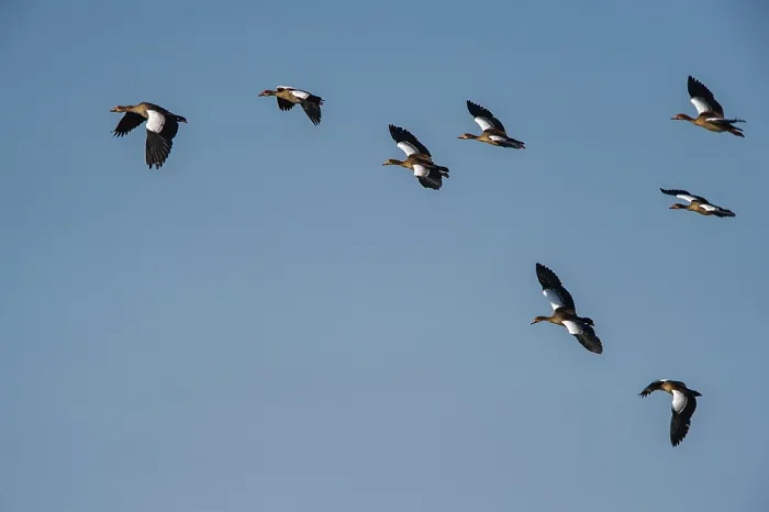 Framed Print : Egyptian geese (Alopochen aegyptiacus) flock in flight, Marataba, Marakele National Park, Limpopo Province, South Africa Framed Print : Egyptian geese (Alopochen aegyptiacus) flock in flight, Marataba, Marakele National Park, Limpopo Province, South Africa