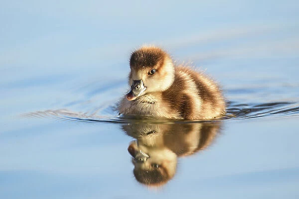 Egyptian goose (Alopochen aegyptiaca) gosling swimming in the water, London, UK, February
