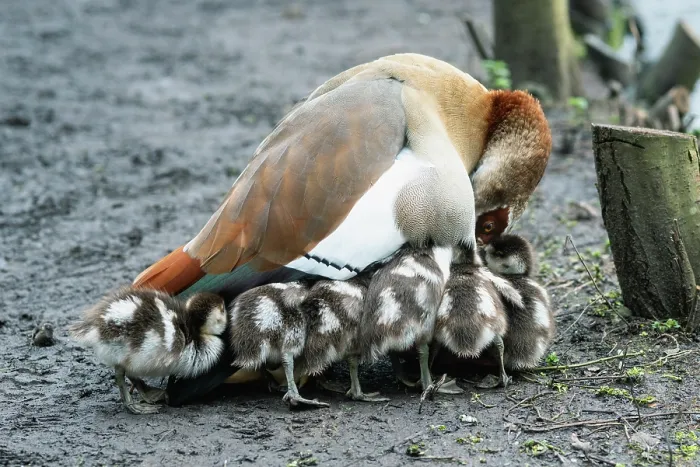 Framed Print : Egyptian goose (Alopochen aegyptiaca) female, with goslings, aged 11 days, Eagle Pond, Epping Forest, Essex, UK. February Framed Print : Egyptian goose (Alopochen aegyptiaca) female, with goslings, aged 11 days, Eagle Pond, Epping Forest, Essex, UK. February