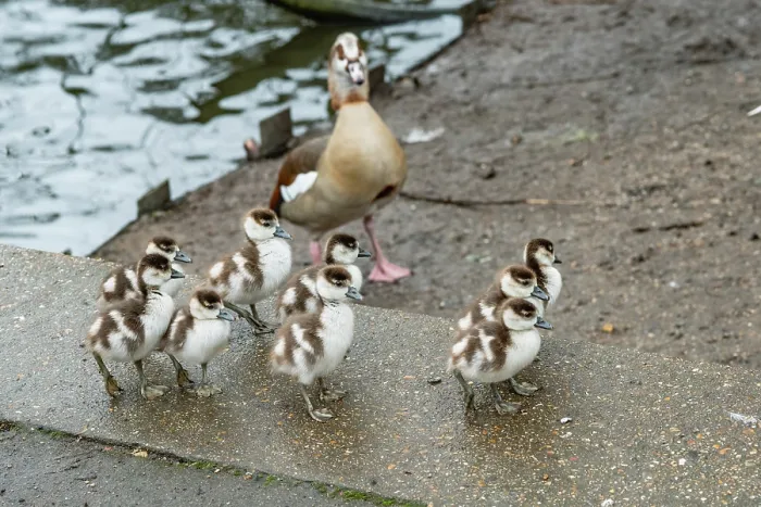 Framed Print : Egyptian goose (Alopochen aegyptiaca) female, goslings, aged 5 days, Eagle Pond, Epping Forest, Essex, UK. February Framed Print : Egyptian goose (Alopochen aegyptiaca) female, goslings, aged 5 days, Eagle Pond, Epping Forest, Essex, UK. February