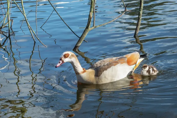 Framed Print : Egyptian goose (Alopochen aegyptiaca) female on water with goslings, aged 2 days, Eagle Pond, Epping Forest, Essex, UK. February Framed Print : Egyptian goose (Alopochen aegyptiaca) female on water with goslings, aged 2 days, Eagle Pond, Epping Forest, Essex, UK. February