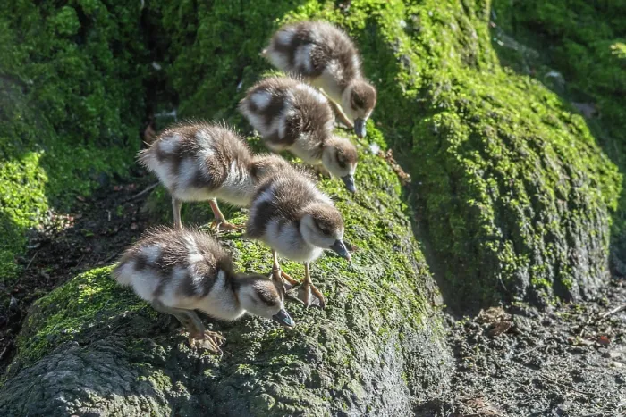Framed Print : Egyptian goose (Alopochen aegyptiaca) goslings, aged 3 days, standing on moss covered tree trunk. Eagle Pond, Epping Forest, Essex, UK. February Framed Print : Egyptian goose (Alopochen aegyptiaca) goslings, aged 3 days, standing on moss covered tree trunk. Eagle Pond, Epping Forest, Essex, UK. February