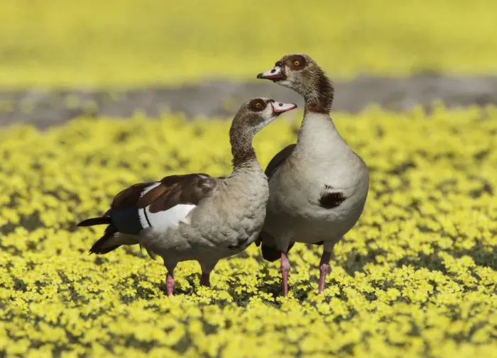 Framed Print : Egyptian goose (Alopochen aegyptiaca) pair amongst Devil s-thorn yellow flowers Framed Print : Egyptian goose (Alopochen aegyptiaca) pair amongst Devil s-thorn yellow flowers