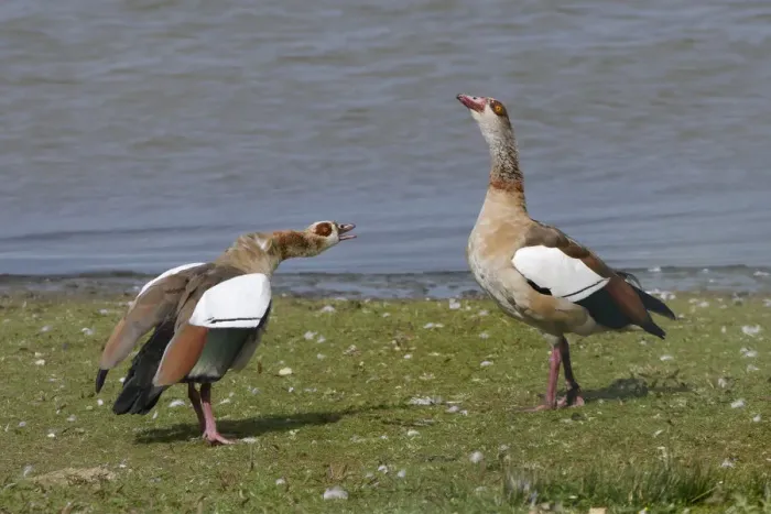 Framed Print : Egyptian goose (Alopochen aegyptiacus) in an aggressive head down challenge to another Framed Print : Egyptian goose (Alopochen aegyptiacus) in an aggressive head down challenge to another