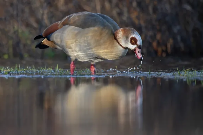 Framed Print : Egyptian goose (Alopochen aegyptiacus) feeding in shallow water, Norfolk, England, UK. January Framed Print : Egyptian goose (Alopochen aegyptiacus) feeding in shallow water, Norfolk, England, UK. January