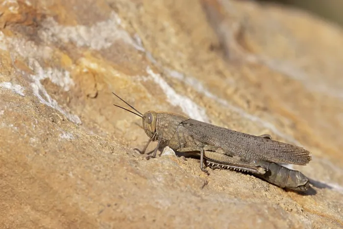 Framed Print : Egyptian grasshopper (Anacridium aegyptium) resting on stone, Pyrenees, Spain. August Framed Print : Egyptian grasshopper (Anacridium aegyptium) resting on stone, Pyrenees, Spain. August