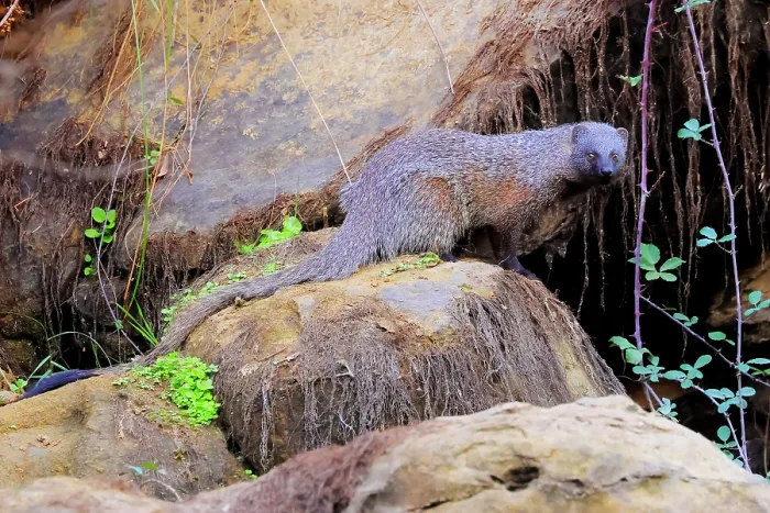 Framed Print : Egyptian mongoose (Herpestes ichneumon) standing on a boulder, Sierra de Grazalema Natural Park, Cadiz, Spain. October Framed Print : Egyptian mongoose (Herpestes ichneumon) standing on a boulder, Sierra de Grazalema Natural Park, Cadiz, Spain. October
