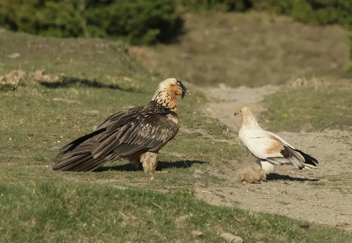 Framed Print : Egyptian vulture (Neophron percnopterus) and Bearded vulture (Gypaetus barbatus) standing face to face, competing for tuft of sheep wool to be used as a nest lining, Lamiana Framed Print : Egyptian vulture (Neophron percnopterus) and Bearded vulture (Gypaetus barbatus) standing face to face, competing for tuft of sheep wool to be used as a nest lining, Lamiana