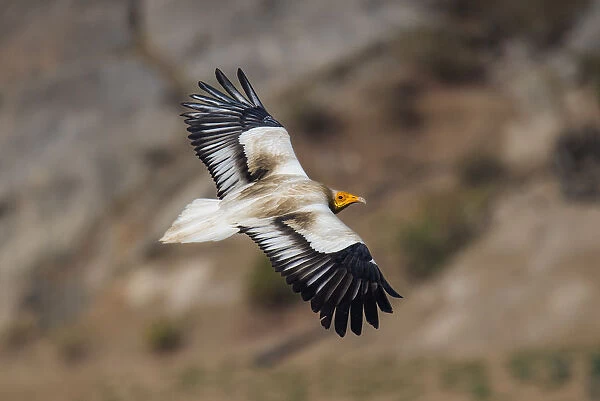 Egyptian vultureA(Neophron percnopterus), in flight, Rajasthan, India