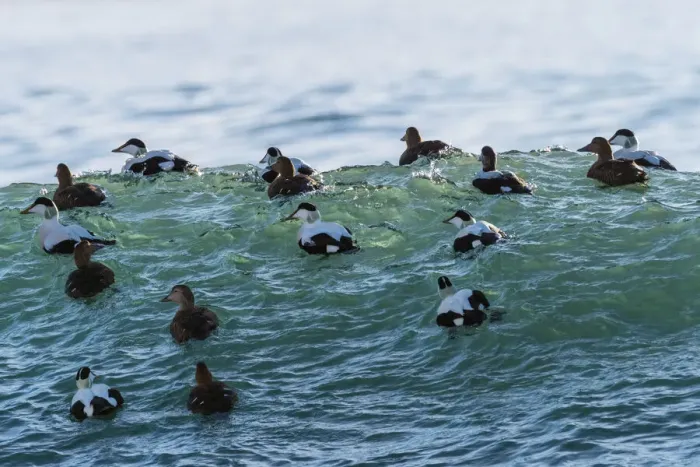 Framed Print : Eider ducks (Somateria mollissima) floating on waves, Iceland. March Framed Print : Eider ducks (Somateria mollissima) floating on waves, Iceland. March