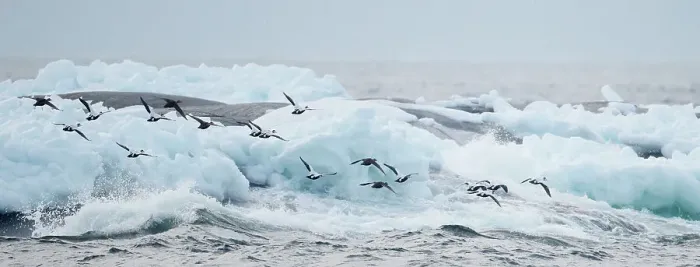 Framed Print : Eider (Somateria mollisima) flock in flight over coastal ice and sea, Finland March Framed Print : Eider (Somateria mollisima) flock in flight over coastal ice and sea, Finland March