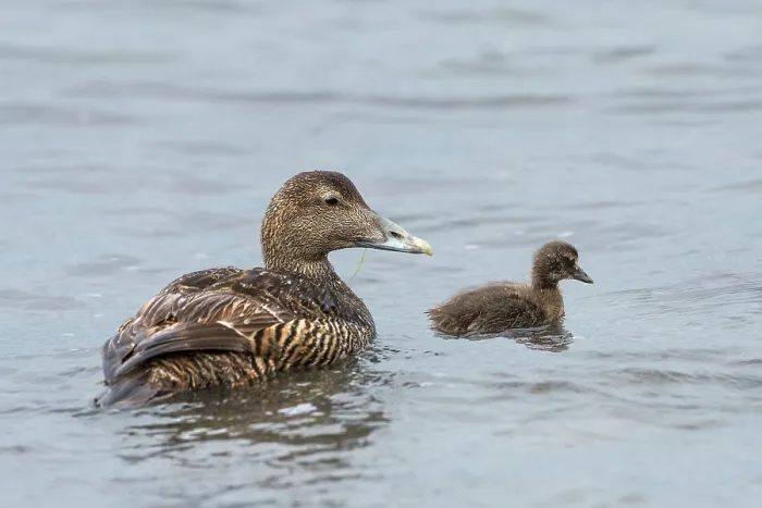 Framed Print : Eider (Somateria mollissima) female with duckling on water, Island of Noss, Shetland Islands, Scotland, UK. June Framed Print : Eider (Somateria mollissima) female with duckling on water, Island of Noss, Shetland Islands, Scotland, UK. June