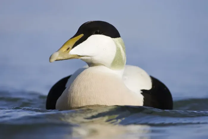 Framed Print : Eider (Somateria mollissima) male on water, Seahouses, Northumberland, England, February Framed Print : Eider (Somateria mollissima) male on water, Seahouses, Northumberland, England, February