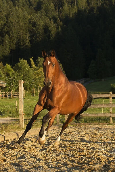 An Einsiedler  /  Swiss warmblood mare (Equus caballus) cantering, Schwyz, Switzerland