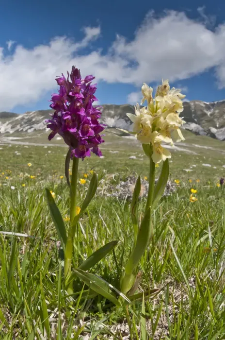 Framed Print : Elder flower orchid (Dactylorhiza sambucina) in its two colour forms, Campo Imperatore Framed Print : Elder flower orchid (Dactylorhiza sambucina) in its two colour forms, Campo Imperatore
