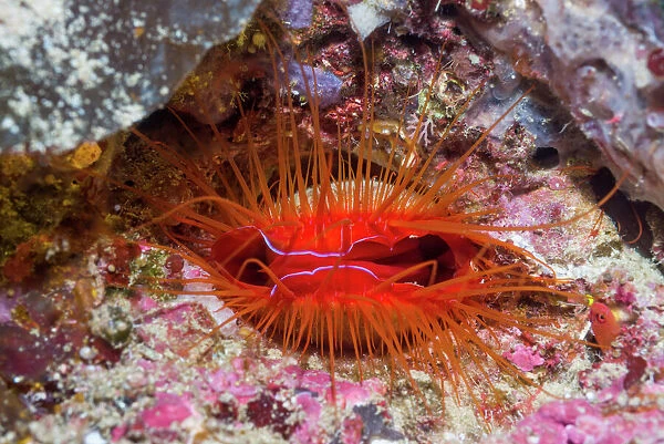 Electric fileclam  /  Disco clam (Ctenoides ales). West Papua, Indonesia