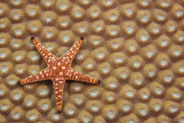 Framed Print : An Elegant starfish (Fromia elegans) on hard coral, Fiji Framed Print : An Elegant starfish (Fromia elegans) on hard coral, Fiji