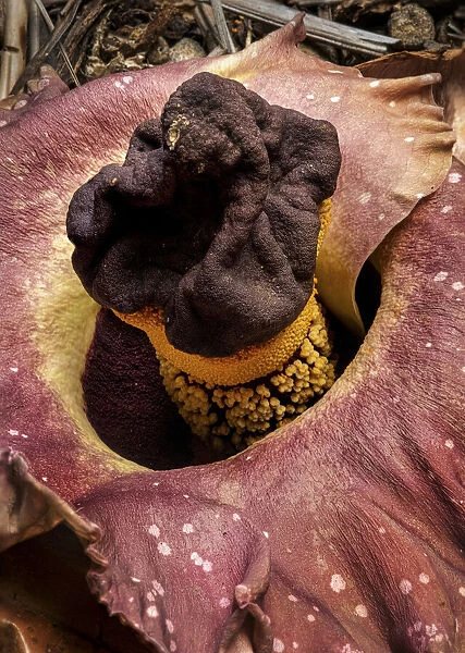 Elephant foot yam (Amorphophallus paeoniifolius) one of largest flowers in the world