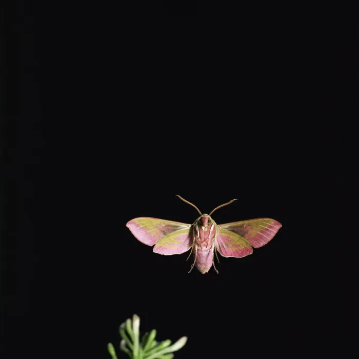 Framed Print : Elephant hawk moth in flight {Deilephila elepenor} UK Framed Print : Elephant hawk moth in flight {Deilephila elepenor} UK