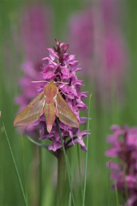 Framed Print : Elephant hawkmoth {Deilephila elpenor} on orchid, Cornwall, UK Framed Print : Elephant hawkmoth {Deilephila elpenor} on orchid, Cornwall, UK