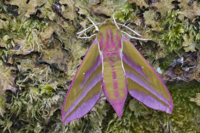 Framed Print : Elephant hawkmoth (Deilephila elpenor) Peak District National Park, Derbyshire, UK. June Framed Print : Elephant hawkmoth (Deilephila elpenor) Peak District National Park, Derbyshire, UK. June