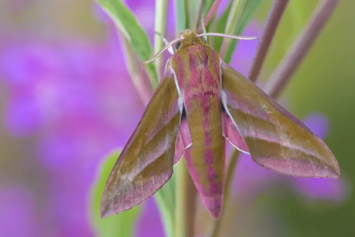 Framed Print : Elephant hawkmoth (Deilephila elpenor) resting on foodplant of caterpillar, Rosebay Willowherb Framed Print : Elephant hawkmoth (Deilephila elpenor) resting on foodplant of caterpillar, Rosebay Willowherb