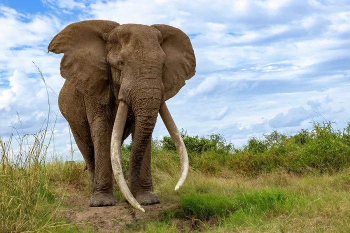 Framed Print : Elephant (Loxodonta africana) bull, portrait, Amboseli National Park, Kenya. Endangered Framed Print : Elephant (Loxodonta africana) bull, portrait, Amboseli National Park, Kenya. Endangered