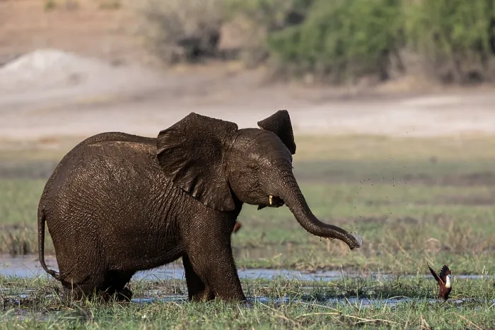 Framed Print : Elephant (Loxodonta africana) calf chasing away an African jacana (Actophilornis africanus), Chobe National Park, Botswana. Endangered Framed Print : Elephant (Loxodonta africana) calf chasing away an African jacana (Actophilornis africanus), Chobe National Park, Botswana. Endangered