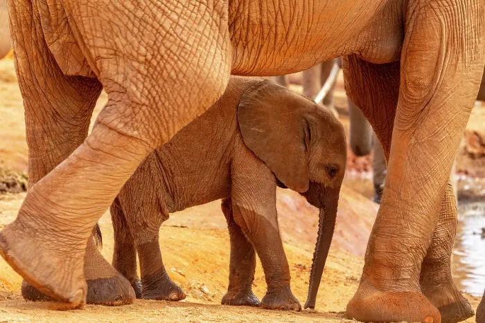 Framed Print : Elephant (Loxodonta africana) calf standing under mother for protection at waterhole, Tsavo East National Park, Kenya. Endangered Framed Print : Elephant (Loxodonta africana) calf standing under mother for protection at waterhole, Tsavo East National Park, Kenya. Endangered