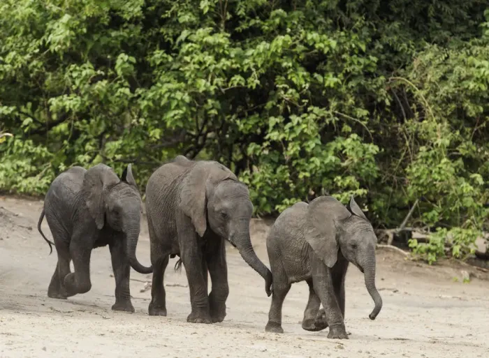 Framed Print : Elephant (Loxodonta africana) three calves walking down to Chobe River, Etosha National Park Framed Print : Elephant (Loxodonta africana) three calves walking down to Chobe River, Etosha National Park