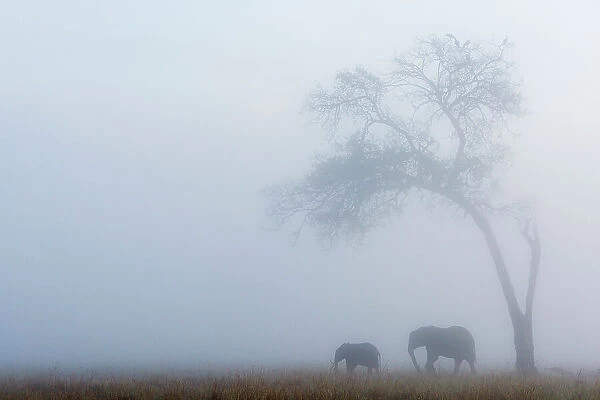 Elephant (Loxodonta africana) female and calf under tree in the rain, Masai-Mara game reserve, Kenya
