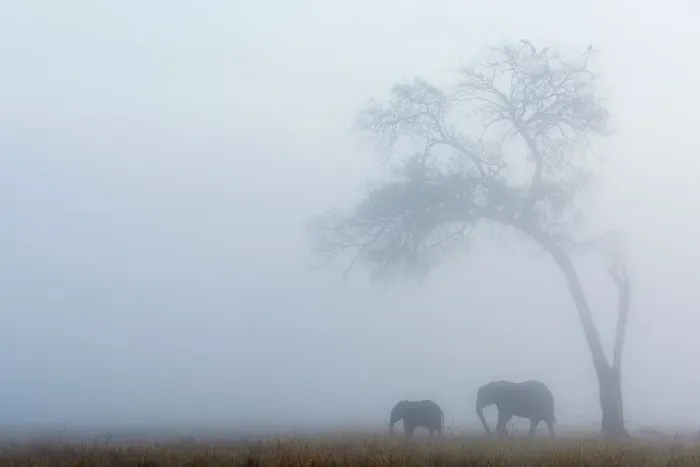 Framed Print : Elephant (Loxodonta africana) female and calf under tree in the rain, Masai-Mara game reserve, Kenya Framed Print : Elephant (Loxodonta africana) female and calf under tree in the rain, Masai-Mara game reserve, Kenya