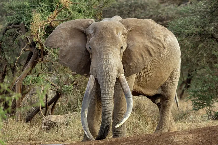 Framed Print : Elephant (Loxodonta africana) male, portrait, Amboseli National Park, Kenya. Endangered Framed Print : Elephant (Loxodonta africana) male, portrait, Amboseli National Park, Kenya. Endangered