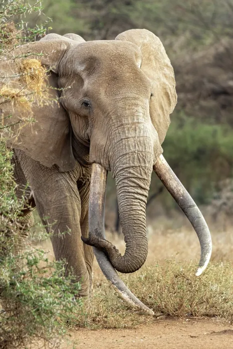 Framed Print : Elephant (Loxodonta africana) male, portrait, Amboseli National Park, Kenya. Endangered Framed Print : Elephant (Loxodonta africana) male, portrait, Amboseli National Park, Kenya. Endangered