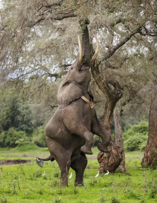 Framed Print : Elephant (Loxodonta africana), male standing on hind legs to reach acacia pods with Cattle egrets Framed Print : Elephant (Loxodonta africana), male standing on hind legs to reach acacia pods with Cattle egrets