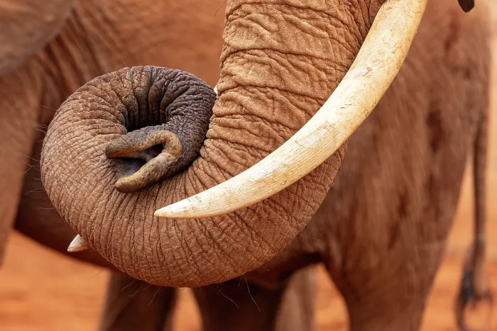 Framed Print : Elephant (Loxodonta africana) sleeping, close up of trunk and tusk, Tsavo East National Park, Kenya. Endangered Framed Print : Elephant (Loxodonta africana) sleeping, close up of trunk and tusk, Tsavo East National Park, Kenya. Endangered