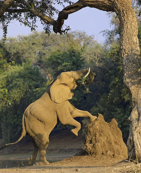 Elephant (Loxodonta africana) using termite mound to reach for food